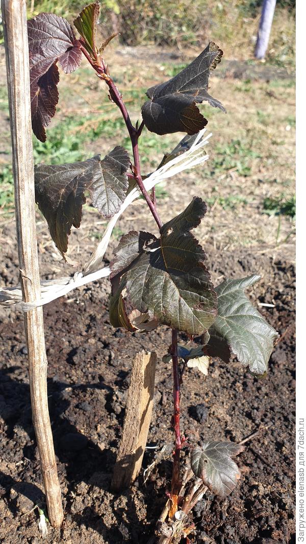 Этот малыш пузыреплодник еле растёт, постоянно болея