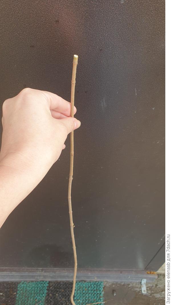 Обрезанный саженец