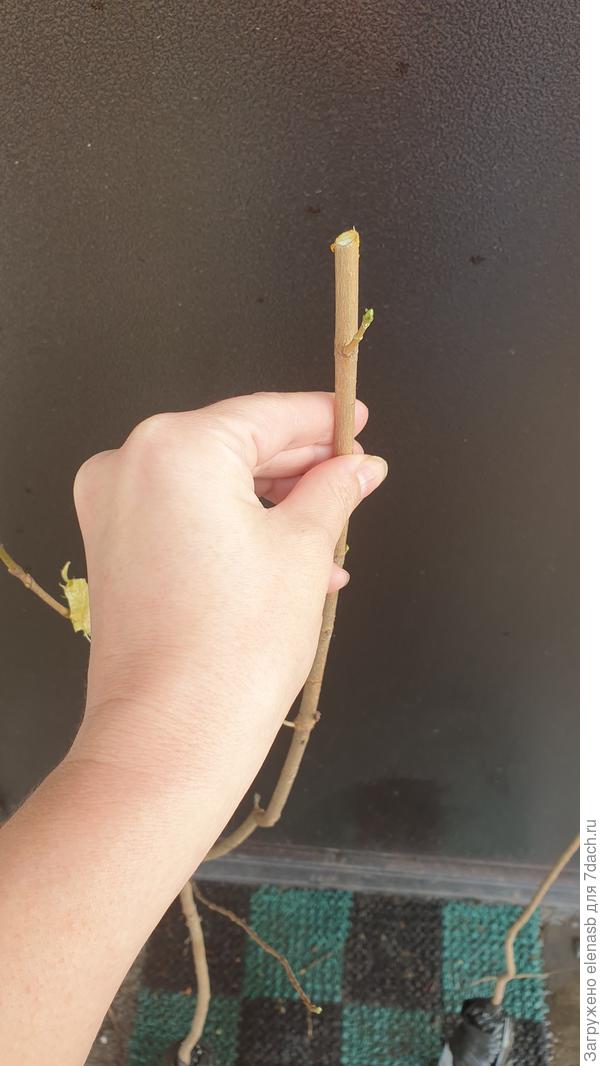 Вот обрезали макушку