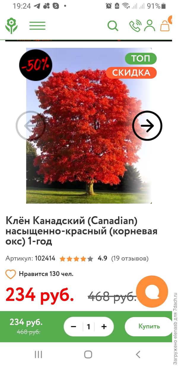 Вот такой вид клёна я заказывала.