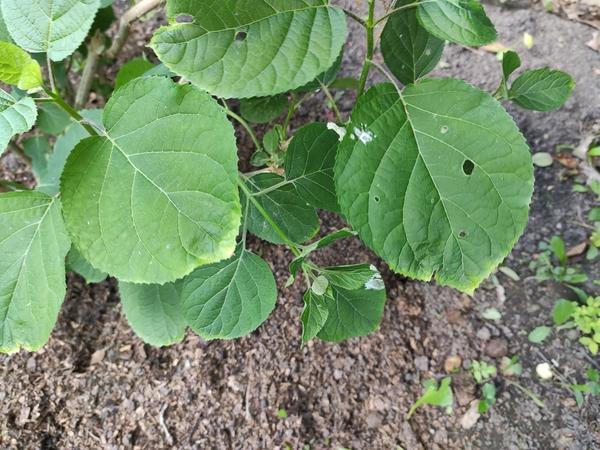 Желтизна листьев