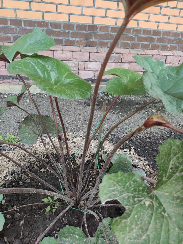 Растение в полном порядке. Жалоб не предъявляет.