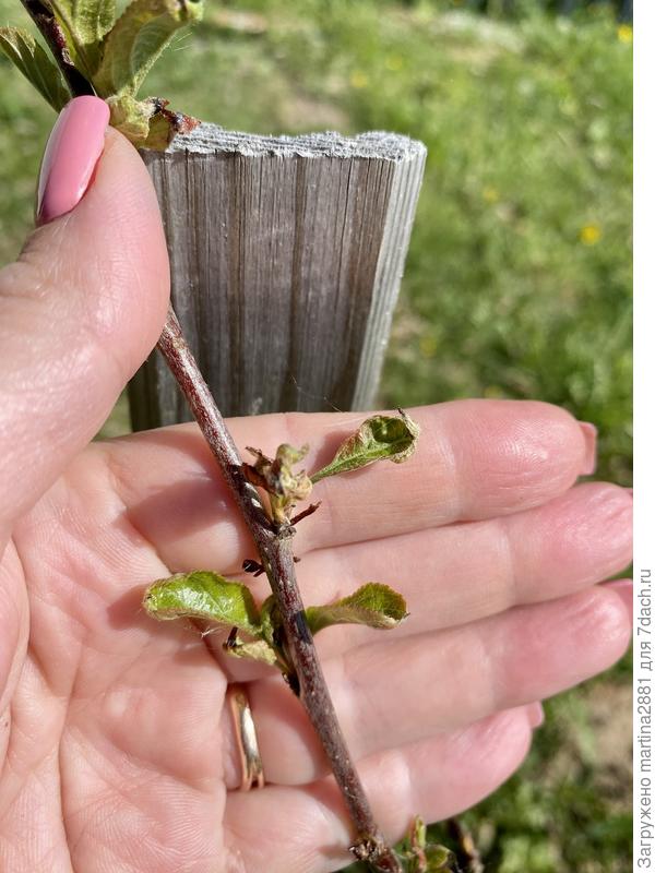 Вторая яблоня, также листья не растут