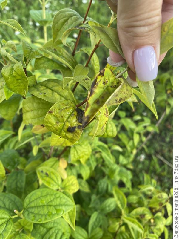 Два разных куста и у обоих такая проблема с листвой. Насекомых никаких не нашла. Ранее была тля, но больше нет.