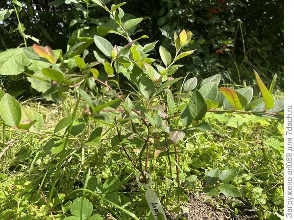 Куст голубики