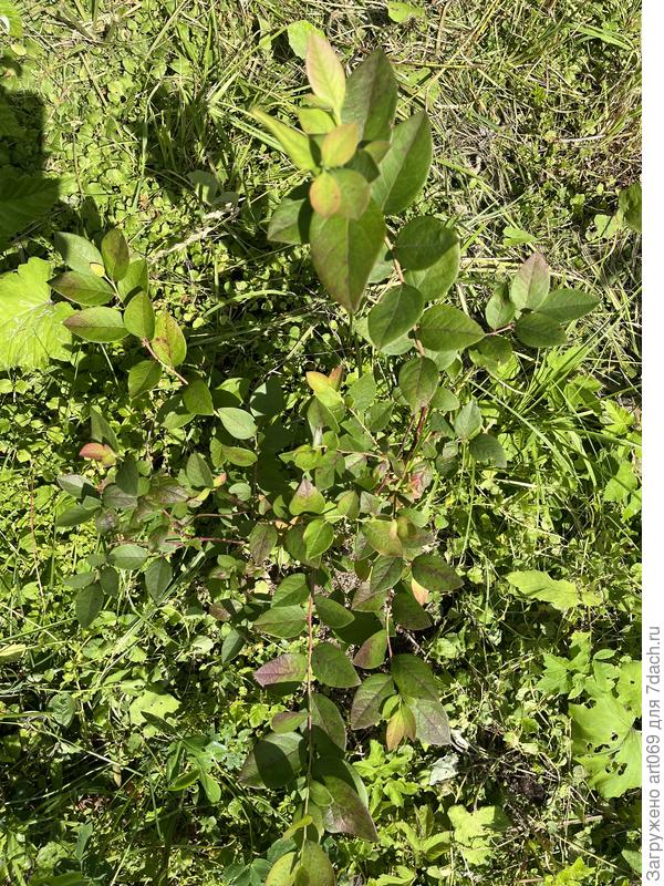 Куст голубики