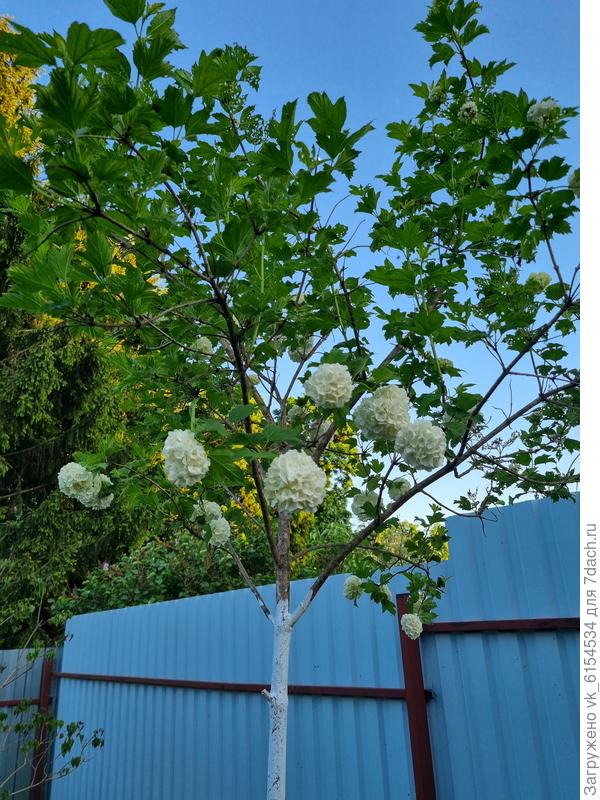 А нам досталась такая красота от предних жильцов, пока не зацвела, я даже не могла понять, что это, поэтому и ствол на всякий случай весной покрасила. Вот только проморгала, когда её начали какие-то подлецы лопать, завтра обработаю Актарой.