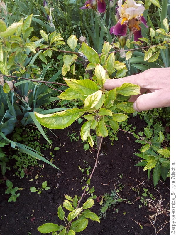 Ветка яблони.Средний Урал.