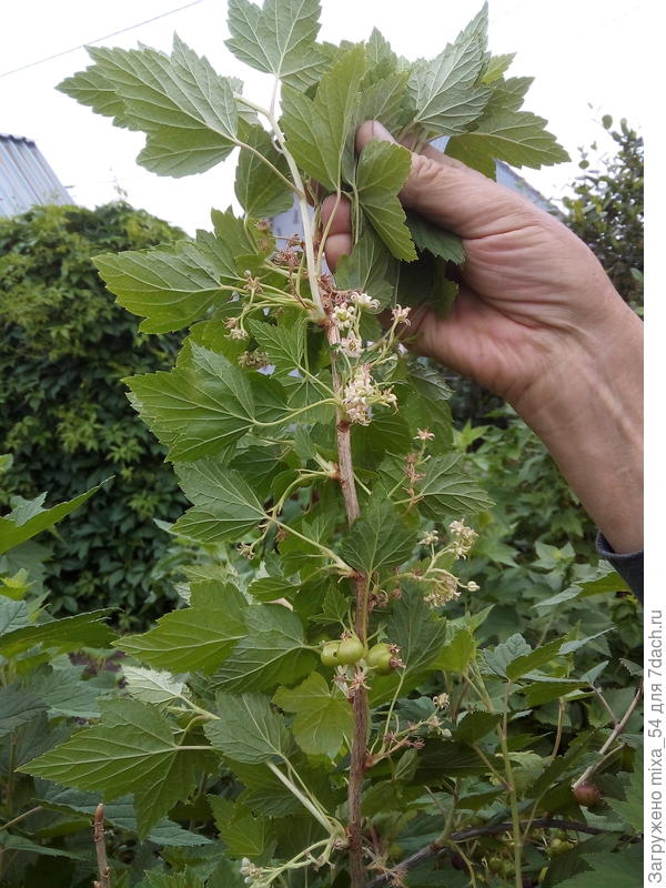 Ветка смородины. Мы находимся на среднем урале.