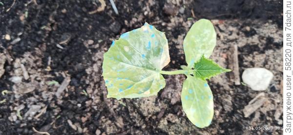 это же растение 31.05