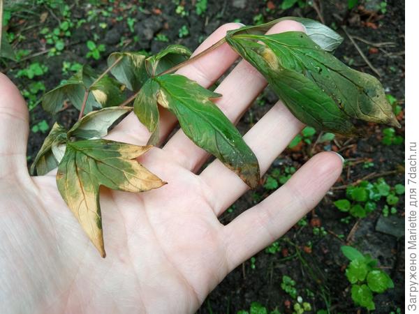 Листья пиона