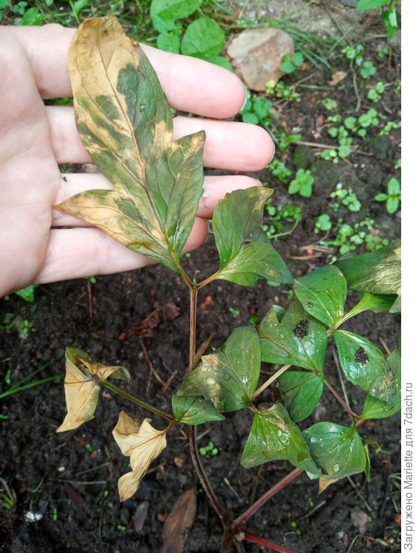 Листья пиона