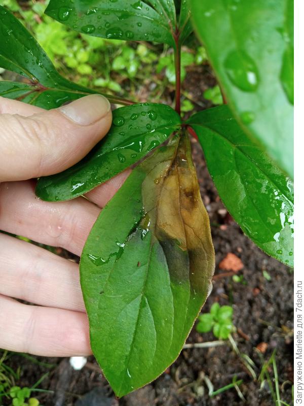 Лист пиона Карл Розенфельд