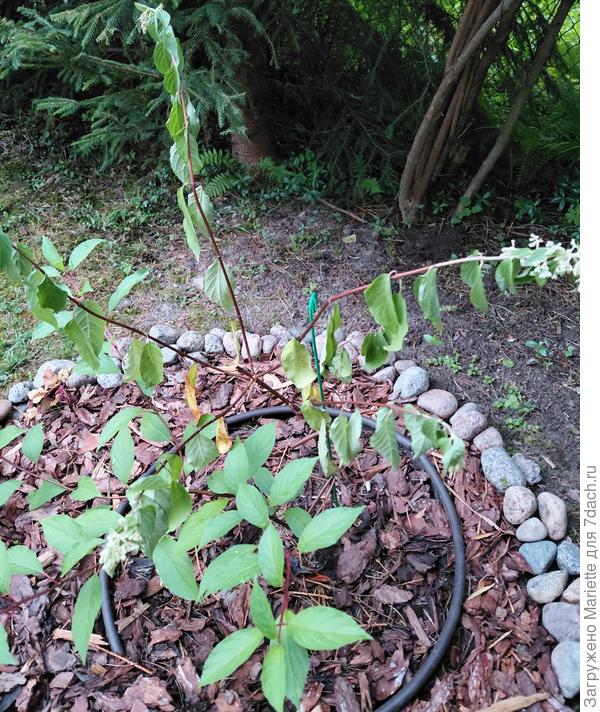 Даймонд Руж