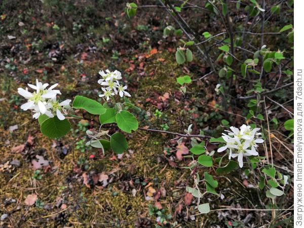 И это уже цветущая ирга.