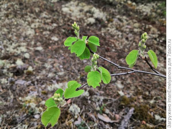 Вот еще фото неведомого растения.