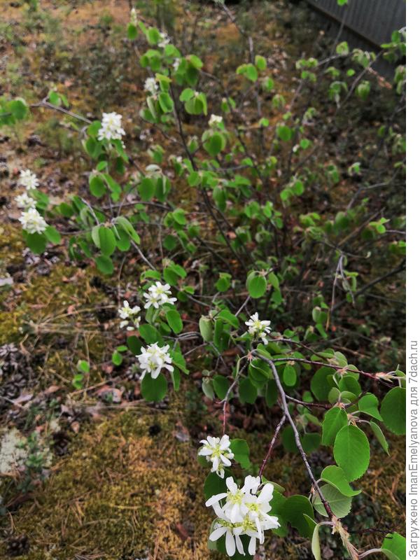 А это уже цветущая ирга.