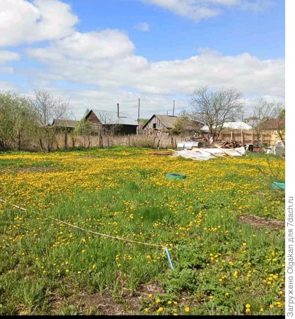 Газон из одуванов