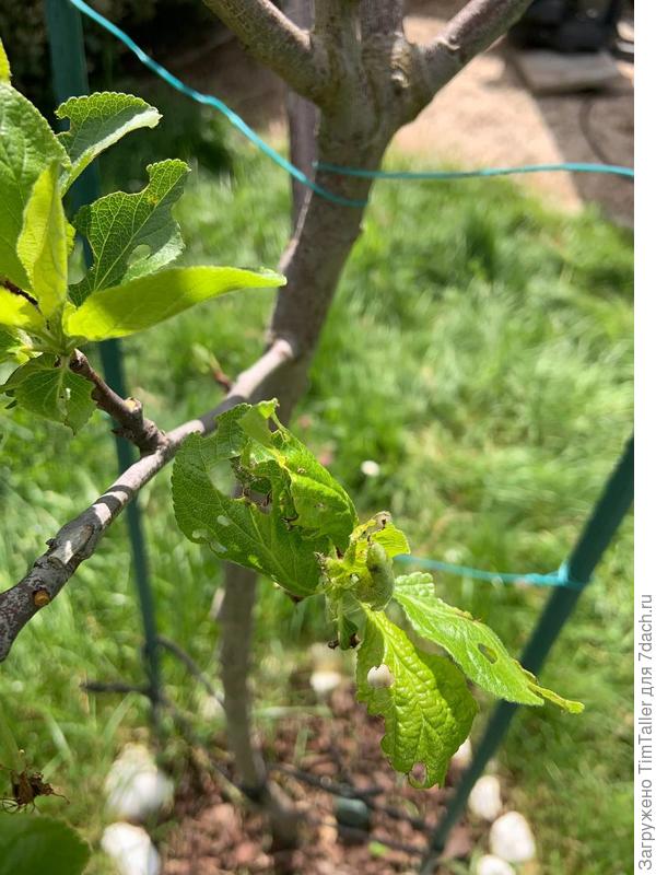 Листья кем-то или чем-то пожеванные