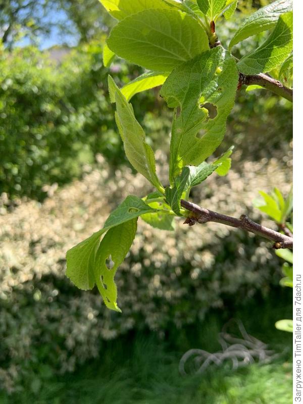 Листья кем-то или чем-то пожеванные