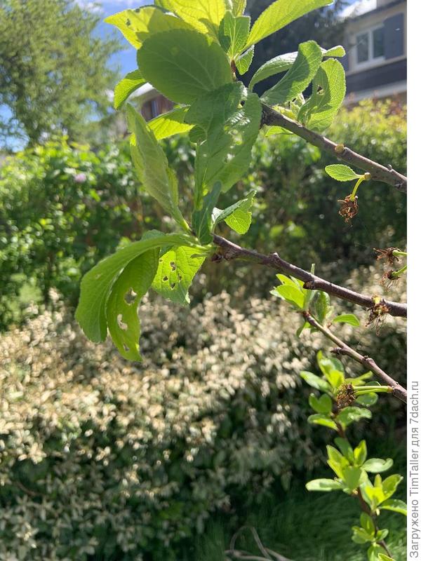 Листья кем-то или чем-то пожеванные