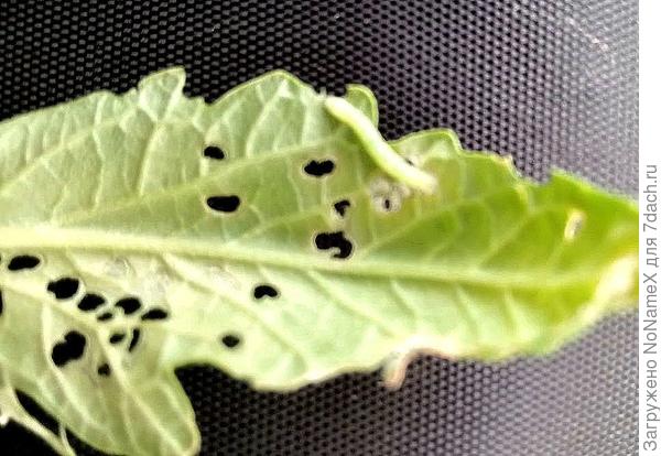 Вот, наверное, кто! Кто это? Решили обработать Фитовермом...