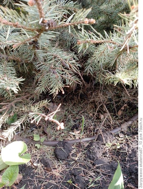 Ель, приствольный круг