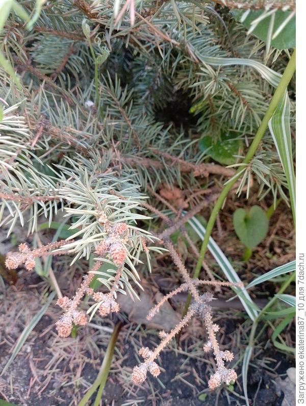 Ель, вид снизу