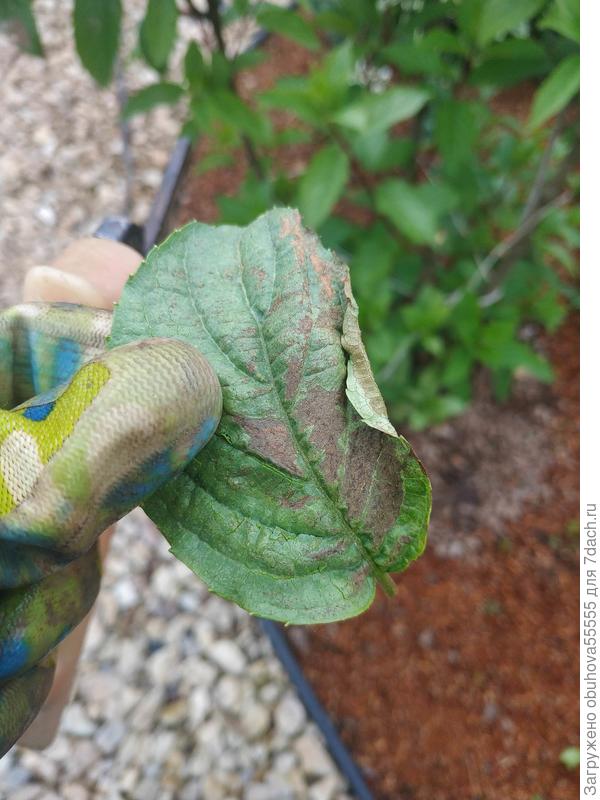 Что с гортензией?