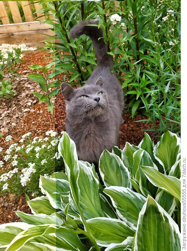 Тоже такой кот🤭