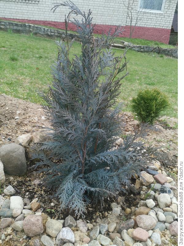 КОЛУМНАРИС