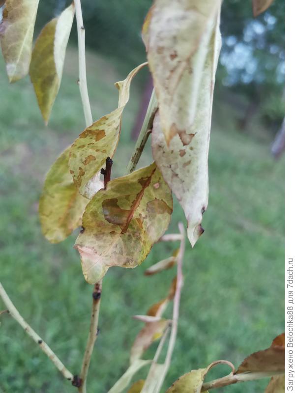 Персик по состоянию на 7 июня. Возможно залили его водой?