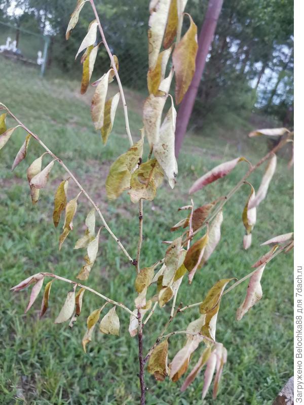 Персик по состоянию на 7 июня