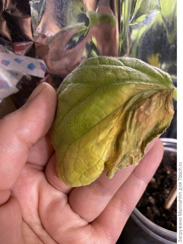 Нижние листья