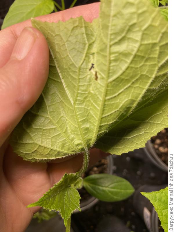 Ожог или кто-то ест?