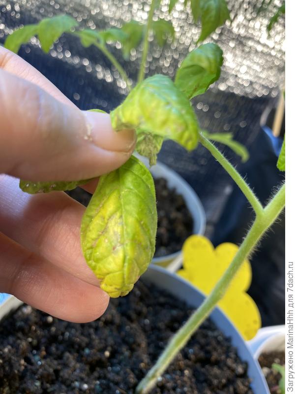 Балконное чудо