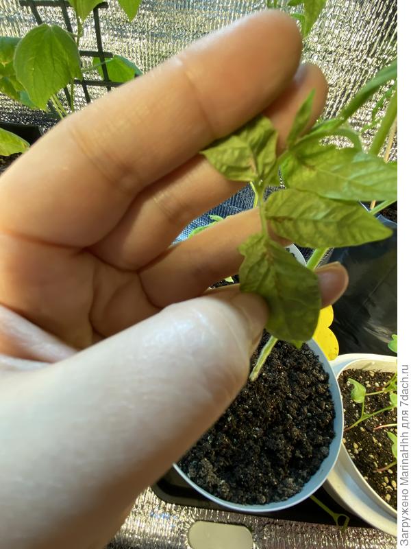 Тоже внутренняя сторона