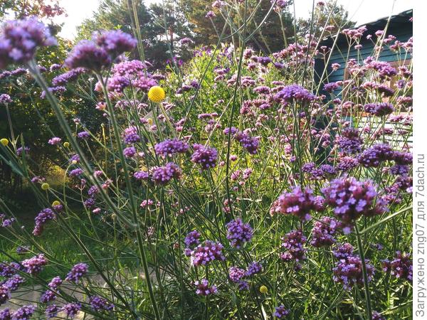 Вербена Бонарская. Лето 2024