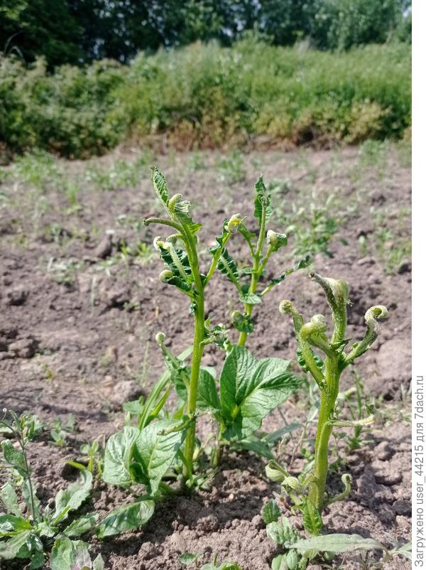 Ветка картофеля