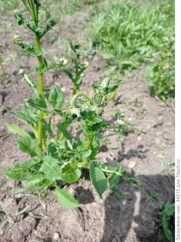 Ветка картофеля