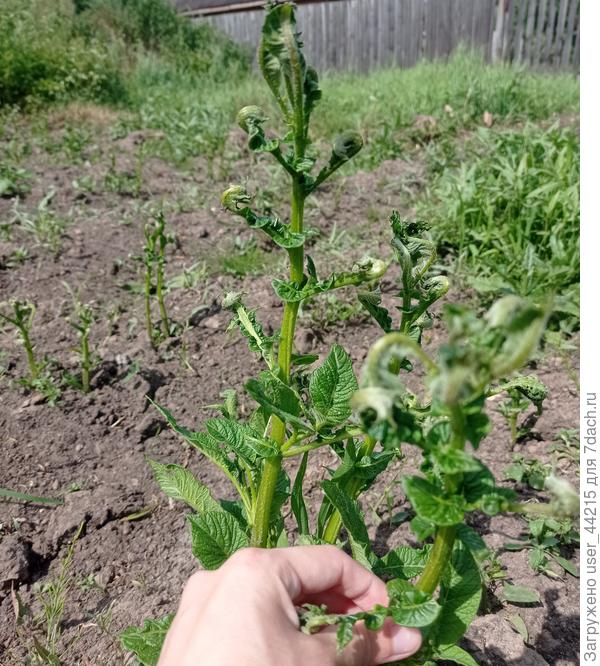 Ветка картофеля