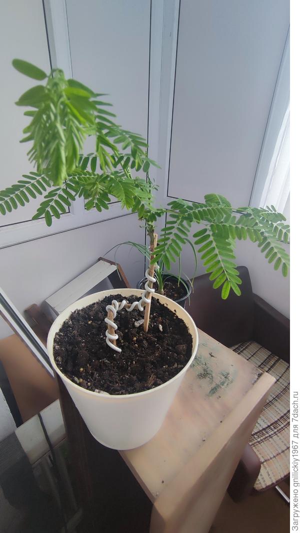 Делоникс после обрезки и пересадки.