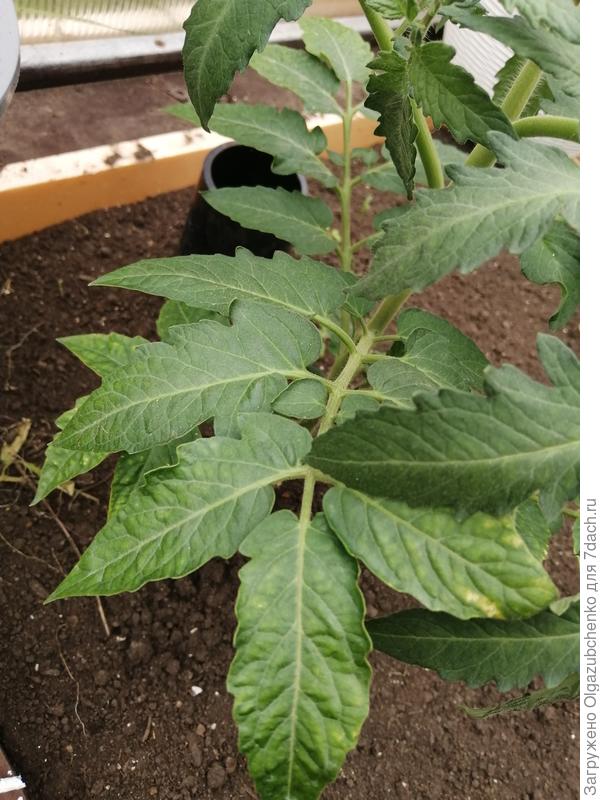 Белые пятна на листьях томатов