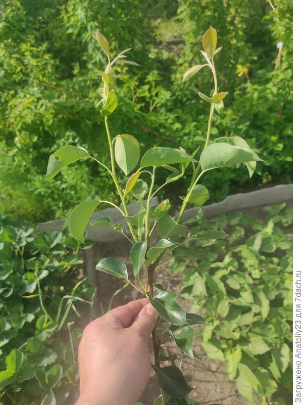 Саженец груши