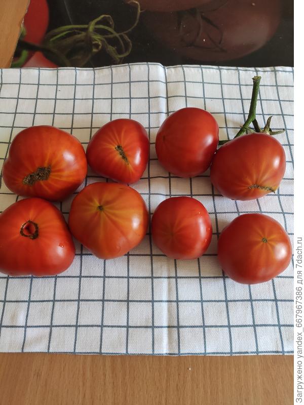 Большой куш