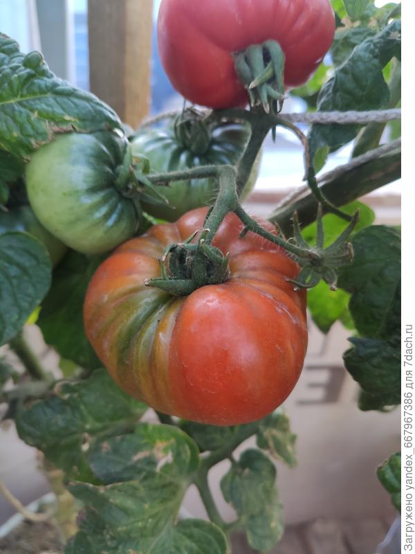 Штамбовый крупноплодный