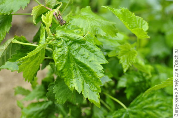 последний куст, ближе к большой ели - самый проблемный. Жатые листья, но не видно тли или клеща