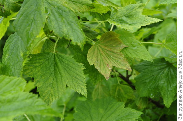 Июнь, а уже много желтеющих, как в августе