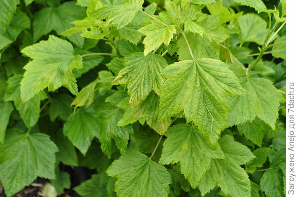 много хлорозящих листьев, хотя, возможно из-за коры в мульче