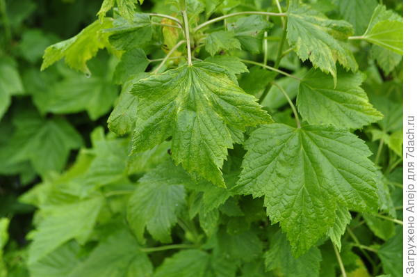 жатость без признаков "работы" клеща